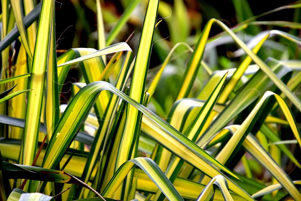 Lättskötta gröna växter Ampellilja