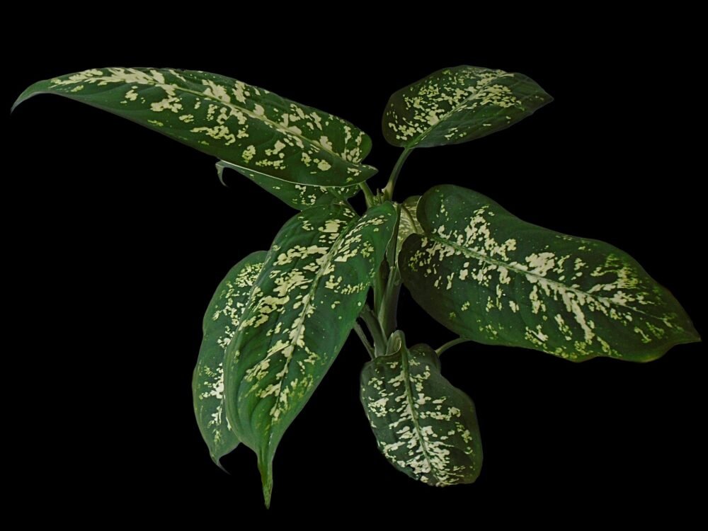 Växter som kan stå mörkt: prickblad