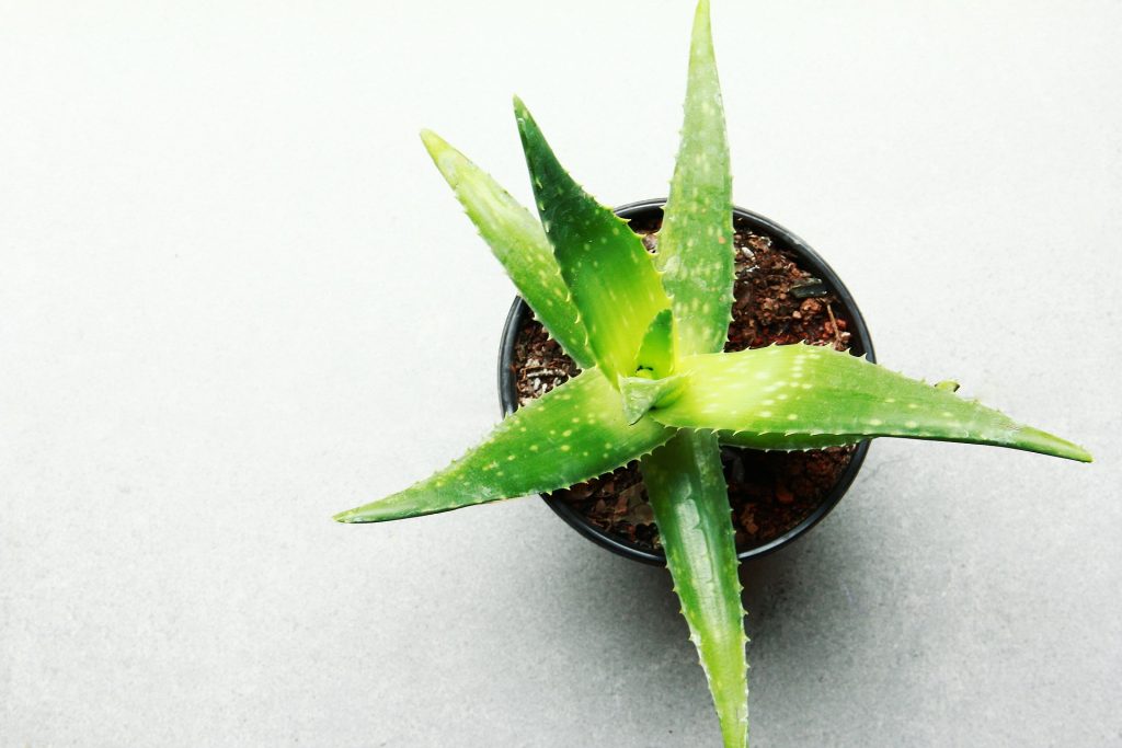 lättskötta gröna växter Aloe Vera