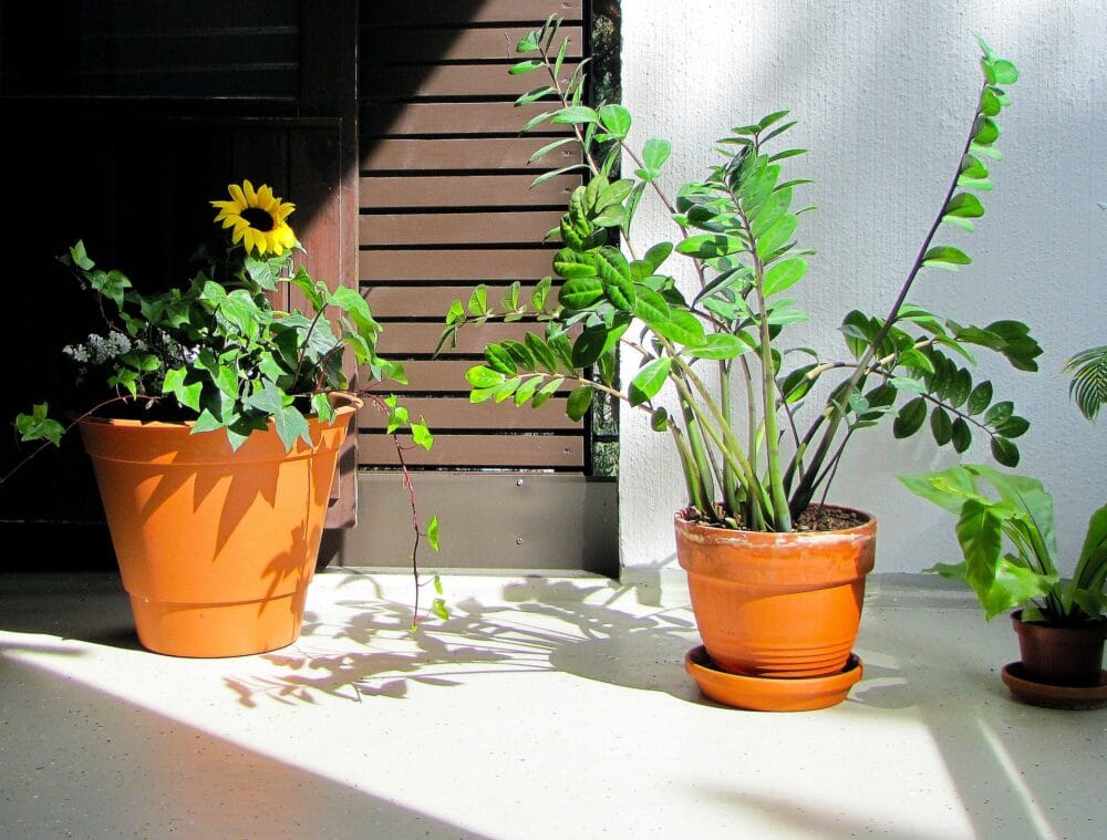 Växter som kan stå mörkt: garderobsblomma